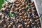 Brown Buriti fruit hanging from Mauritia flexuosa, known as the moriche palm, ité palm, ita, buriti, muriti, miriti, canangucho,