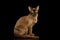 Brown burma cat isolated on black background