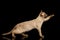 Brown burma cat isolated on black background