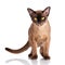 Brown burmese cat