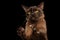 Brown burmese cat on black background