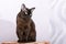 Brown Burmese Cat with Chocolate fur color and yellow eyes, Curious Looking, European Burmese Personality