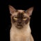 Brown burmese cat isolated on black background