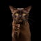 Brown burmese cat isolated on black background