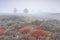 Brown burnt moss and heather on morning