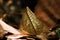 Brown butterflies on dry leaves