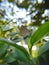 Brown butterflies on the leaves