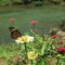 Brown butterflies and yellow zinnia flowers