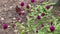 Brown butterfly drinking nectar on colorful flowers pink globe amaranth blooming in natural garden background