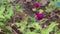 Brown butterfly drinking nectar on colorful flowers pink globe amaranth blooming in natural garden background