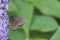 Brown butterfly erebia ligea feeds on the nectar