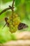 A brown butterfly of the genus Kaligo sits on a bunch of grapes. Habitat in South and Central America. Selective focus.