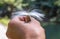 Brown Butterfly on the hand holding the Stamen white