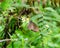 Brown Butterfly holding swarm pollen flower