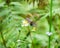 Brown Butterfly holding swarm pollen flower