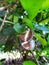 Brown butterfly on a lime tree leaf