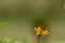 A brown butterfly looking for honey and perched on a yellow creeping buttercup flower blurred green foliage background