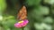 Brown butterfly looking for honey on pink zinnia flower