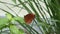 Brown butterfly perched on a leaves in the wild forest