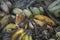 brown butterfly perching on a pile of the decomposed bananas fruits.