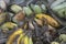 brown butterfly perching on a pile of the decomposed bananas fruits.