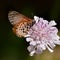 Brown butterfly on pink flower