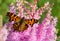 Brown butterfly on a pink flower.