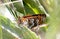 Brown butterfly on a plant