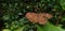 Brown butterfly on plant with damaged wings