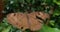 Brown butterfly on plant with damaged wings