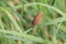 Brown butterfly resting in the grasses