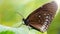 brown butterfly resting on a green leaf, this fragile lepidoptera has wide wings and long antennas