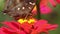 Brown butterfly\\\'s tongue is sticking out looking for honey on pink zinnia flower