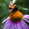 A brown butterfly sits on a bright echinacea flower