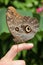 A brown butterfly sits on persons finger