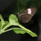 Brown butterfly sitting on green leaf