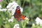 Brown butterfly sitting on white statice flower in garden closeup background
