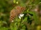 Brown Butterfly and Spanish needle flowers