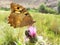 A brown butterfly with a spot on its wings sits on a purple flower in a meadow