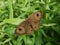 Brown butterfly spread the wings to mimic a bigger creature on the green grass