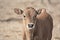 Brown calf closeup in the desert in Arizona