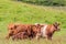 Brown calf cows on green pasture with their calves