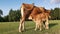 Brown calf drinks milk from the udder of a cow