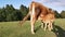 Brown calf drinks milk from the udder of a cow