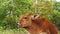 Brown calf eating grass satisfied and happy on a green meadow.