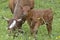 Brown calf in grass with cow