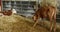 The brown calf kicks its hoof and then starts licking its leg. Calves on the farm in the barn. video