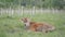 Brown calf lies on the grass