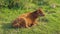 Brown calf lying on the grass