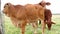 Brown calf in pasture on a cloudy day, looking cautiously at the camera in close up. Beef cattle livestock